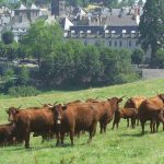 Eleveur : un métier de passion au contact des animaux et de la nature