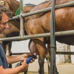 le métier d'éleveur caprin