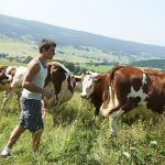 comment devenir éleveur bovin lait