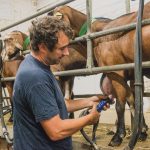 le métier d'éleveur caprin