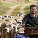 le métier d'éleveur ovin