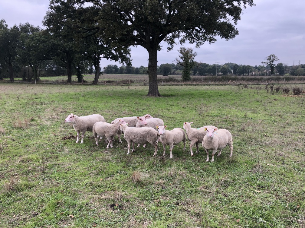 des brebis qui pâturent en France